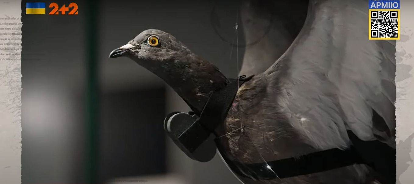 Голуби-шпионы и дельфины-камикадзе: как раньше во время войны использовали животных