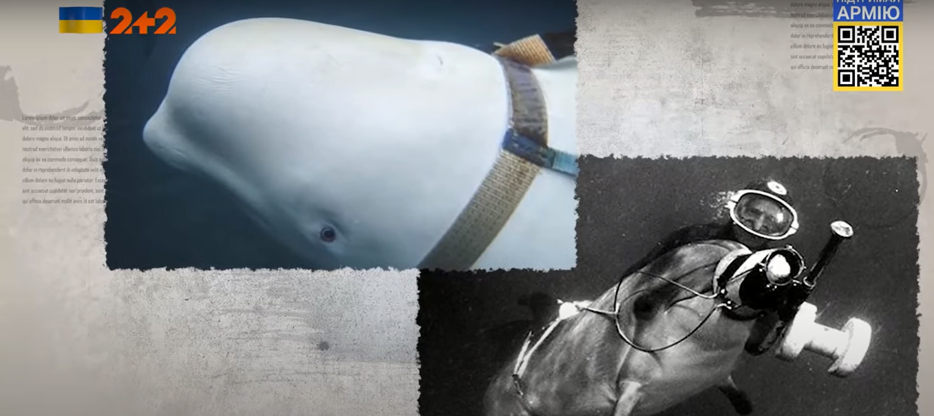 Голуби-шпионы и дельфины-камикадзе: как раньше во время войны использовали животных