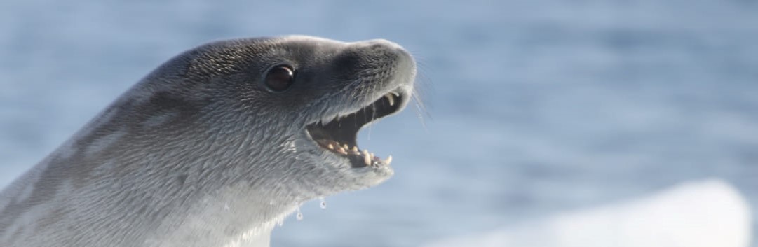 Українські полярники показали тюленів, які живуть в Антарктиці: неймовірні фото