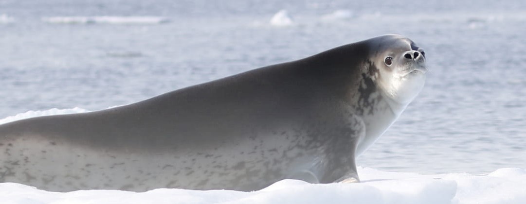 Українські полярники показали тюленів, які живуть в Антарктиці: неймовірні фото