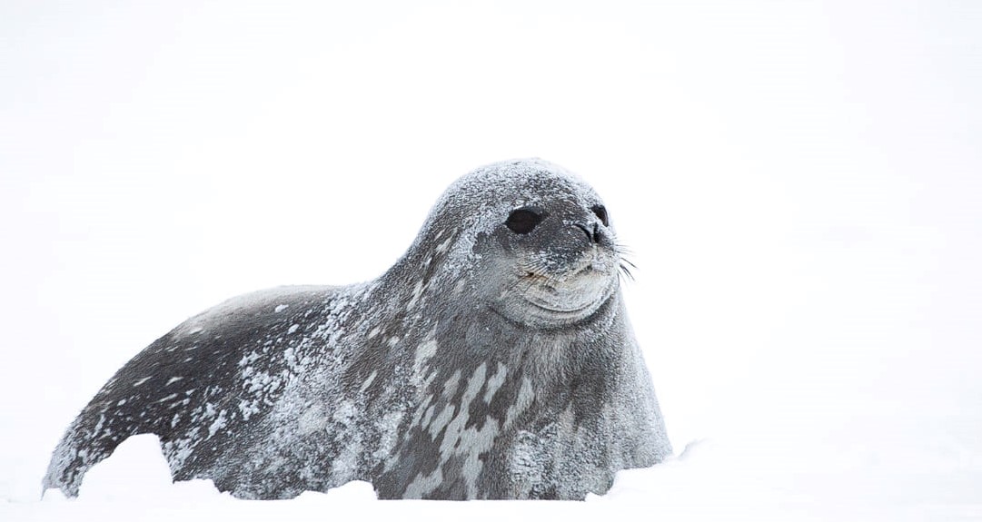 Українські полярники показали тюленів, які живуть в Антарктиці: неймовірні фото