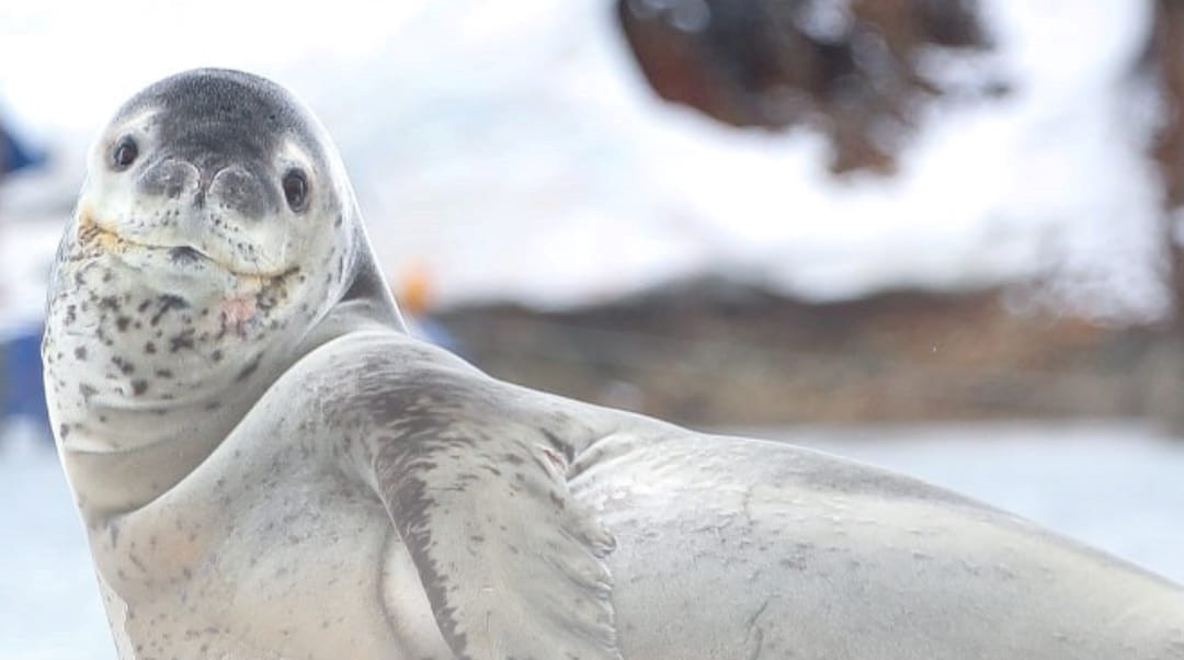 Українські полярники показали тюленів, які живуть в Антарктиці: неймовірні фото