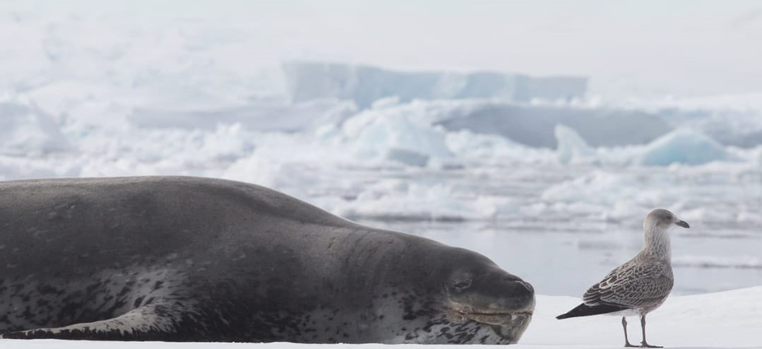 Українські полярники показали тюленів, які живуть в Антарктиці: неймовірні фото
