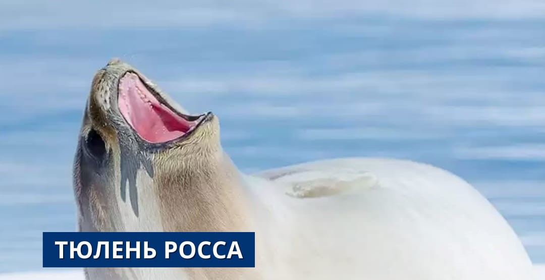 Polar explorers capture seal able to have 'harem' of 100 females: Incredible photos