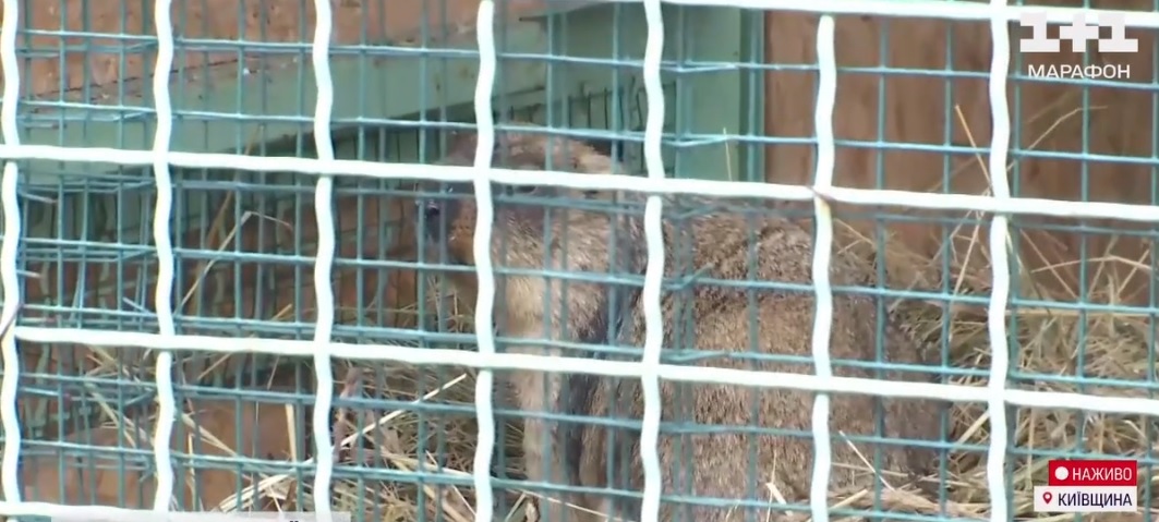 Під Києвом раніше терміну прокинувся бабак Вікентій: що це може означати