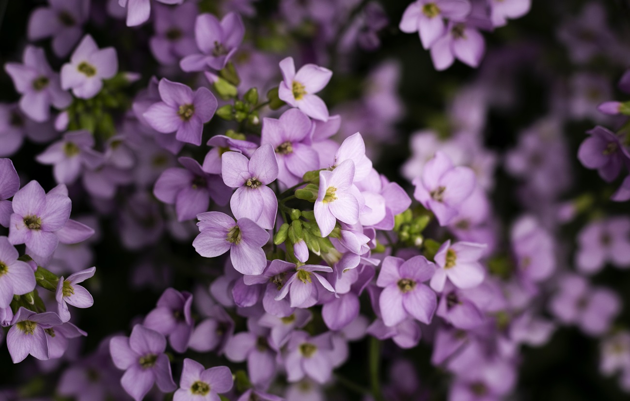 Зачем класть сирень в кошелек и нужно ли ее есть &quot;на счастье&quot;? Интересные приметы