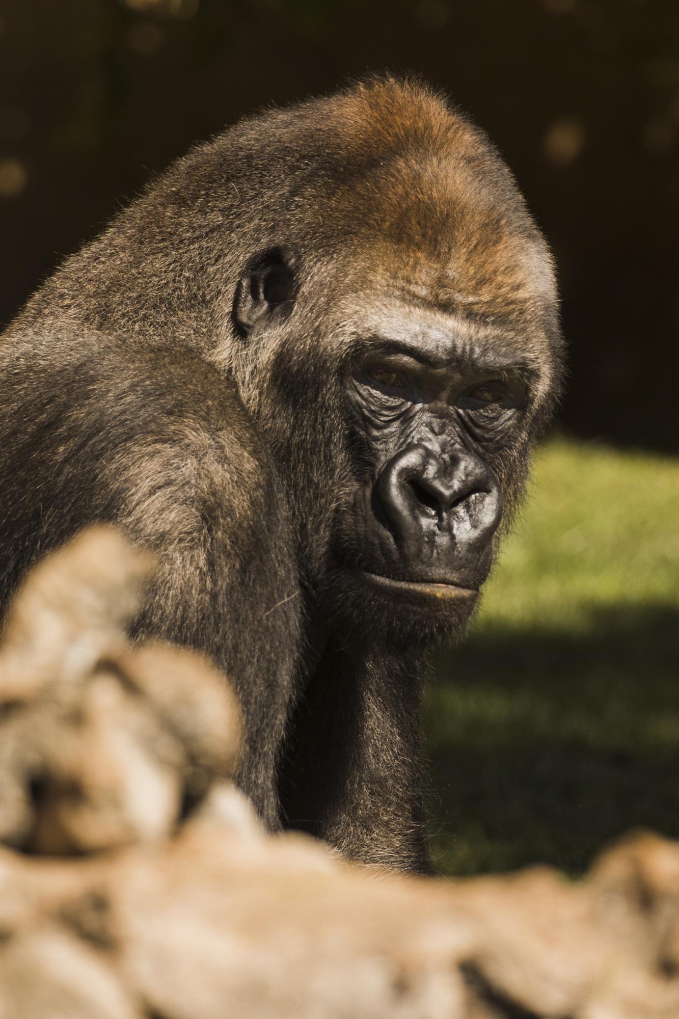Не тільки шимпанзе: 7 тварин, які дивують &quot;людською&quot; поведінкою
