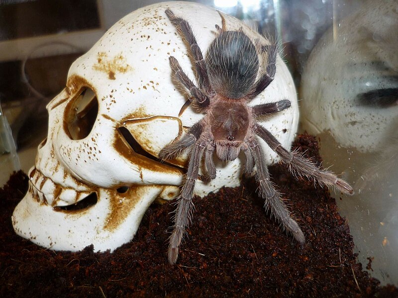 Альтернатива пухнастикам: топ-8 екзотичних улюбленців, які можуть налякати гостей