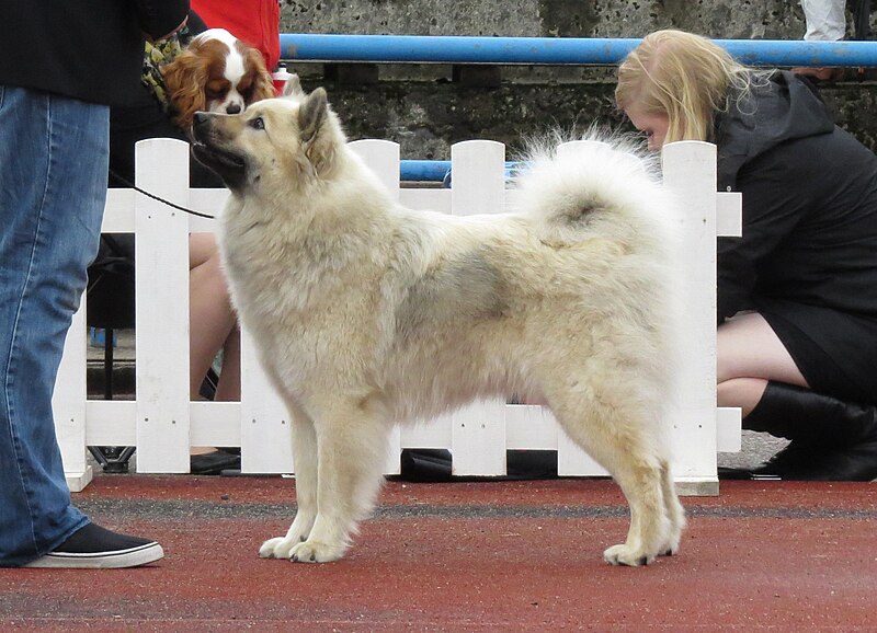 Топ-6 собак з милими хвостами-бубликами: пухнасті &quot;ведмежата&quot;
