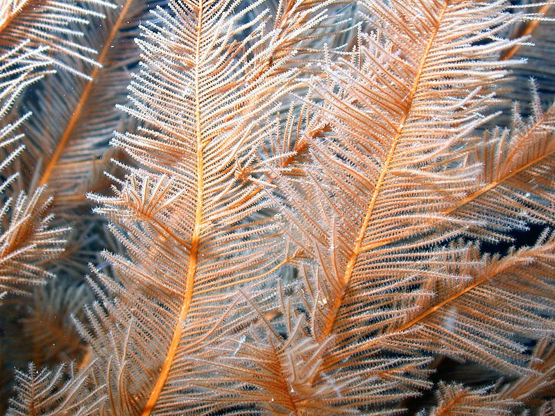 Секреты природы: топ-5 существ, что приблизились к разгадке бессмертия