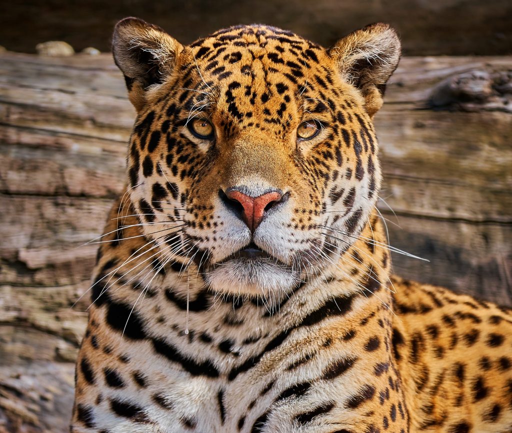 &quot;Вони ніжніші, ніж люди&quot;. Пристрасні любощі ягуарів під покровом ночі потрапили на відео