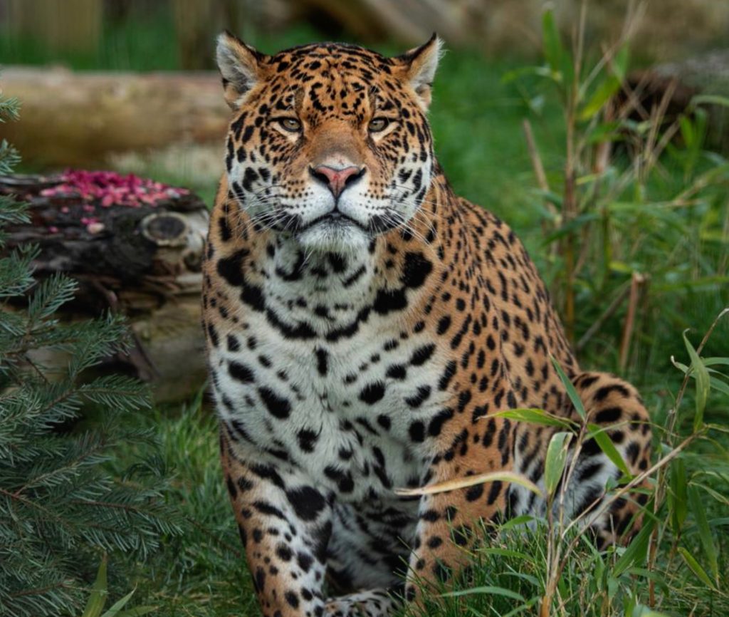 &quot;Вони ніжніші, ніж люди&quot;. Пристрасні любощі ягуарів під покровом ночі потрапили на відео