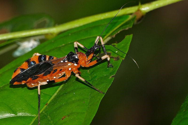 Топ-5 найнебезпечніших істот у світі