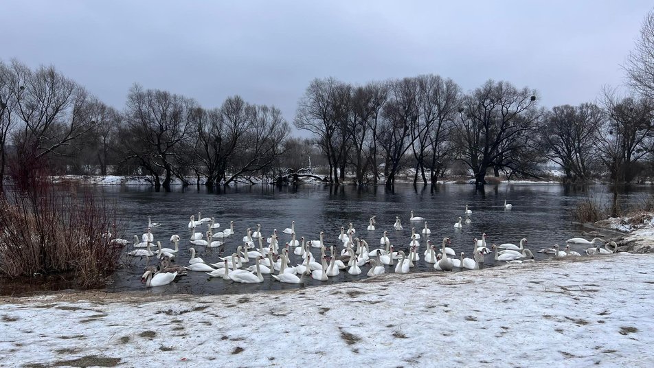 Под Львовом погибли четыре лебедя: &quot;хлеб для них - яд&quot;