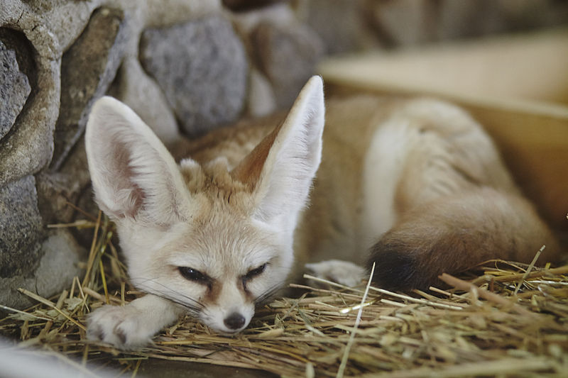 Топ-6 тварин, які стануть найгіршими домашніми улюбленцями