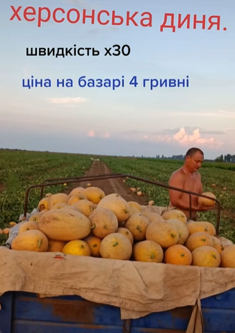 "Серце розривається": у Херсонській області стиглі кавуни пропадають на полях (відео)