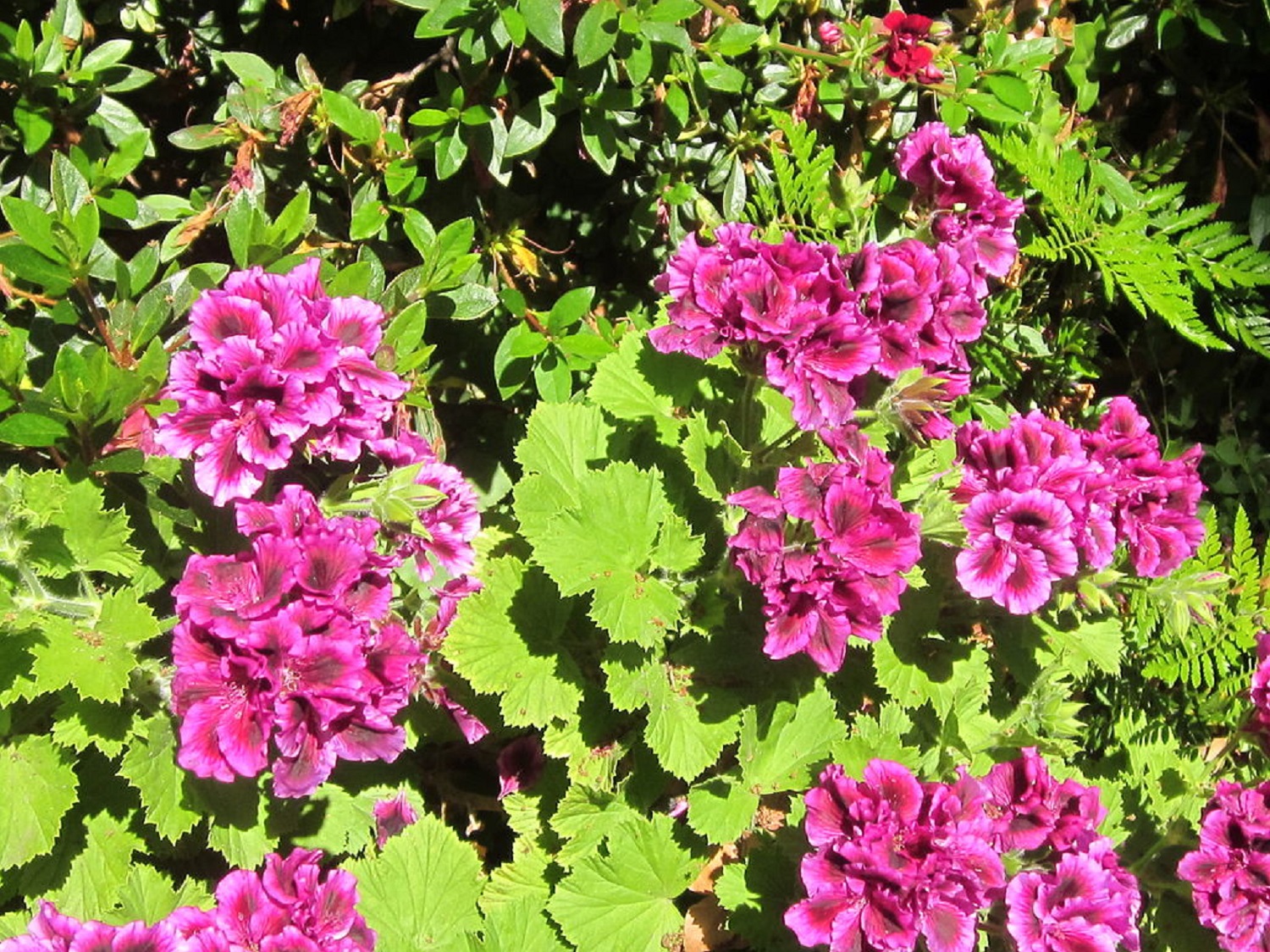 5  розкішних квітів, які обов'язково варто посадити у листопаді