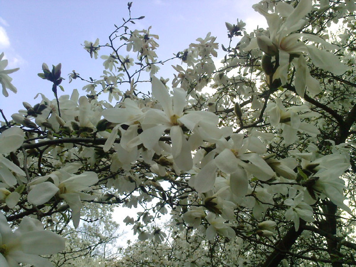 5 декоративных деревьев, которые украсят любой двор
