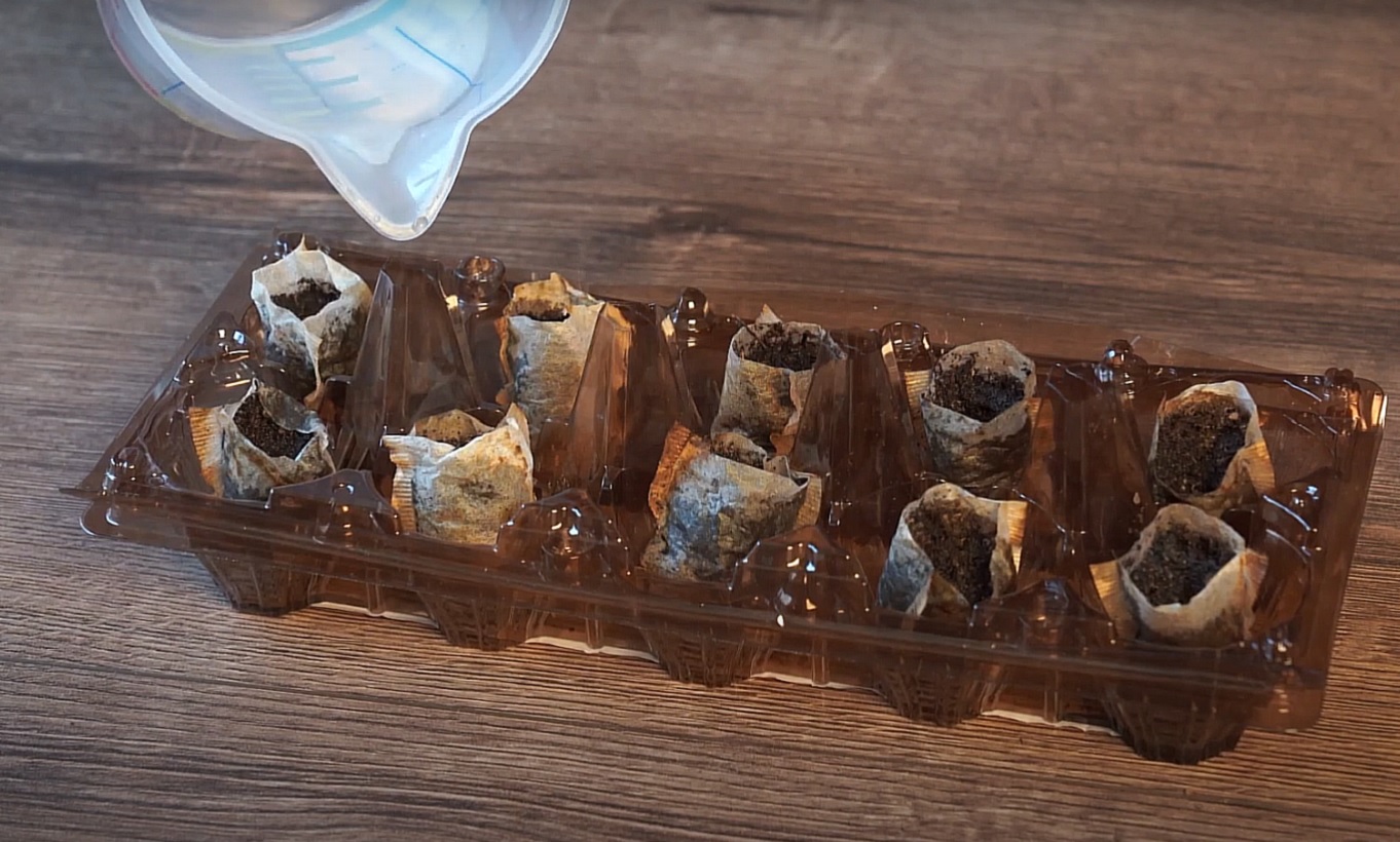 Ідеальний метод для економних та лінивих: як виростити розсаду в чайних пакетиках