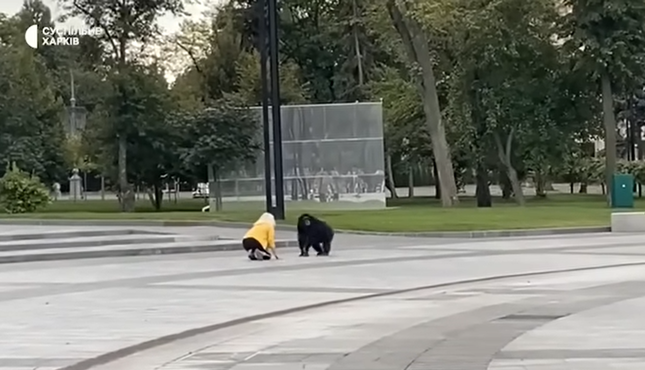 У Харкові на вулиці гуляв шимпанзе, який втік з зоопарку: тварину повернули на велосипеді (відео)