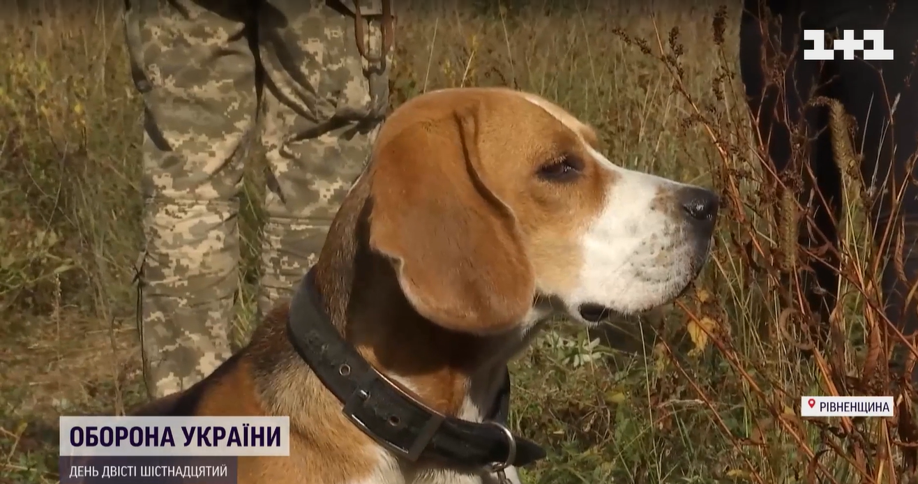 Краде шкарпетки та попереджає про наближення ракети: військові показали свого пса-талісмана