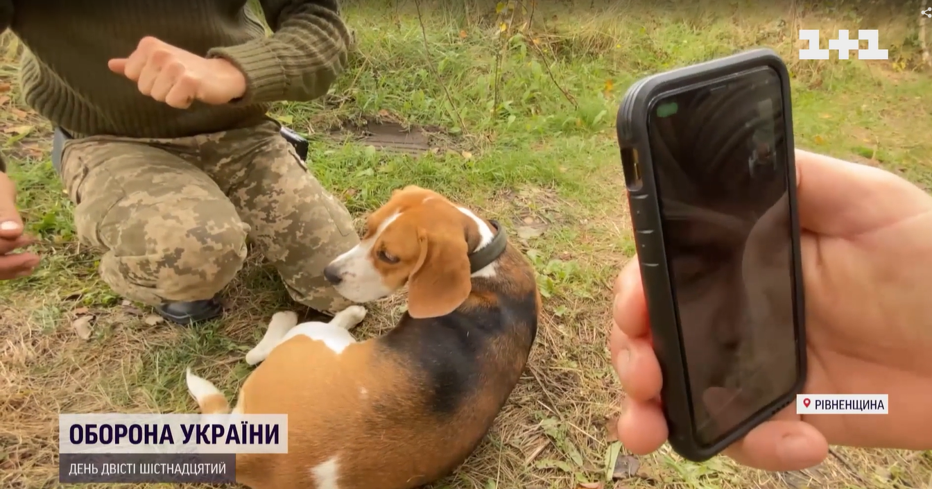 Краде шкарпетки та попереджає про наближення ракети: військові показала свого пса-талісмана