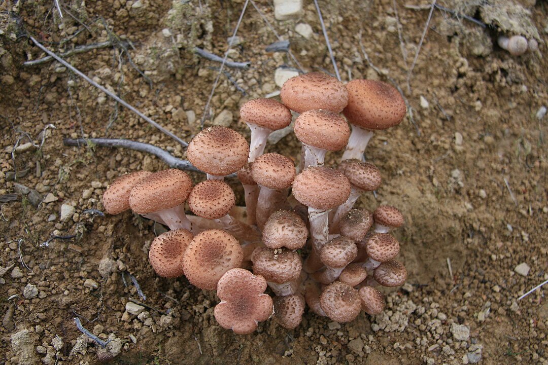 Які гриби збирати в листопаді: секрети досвідчених грибників