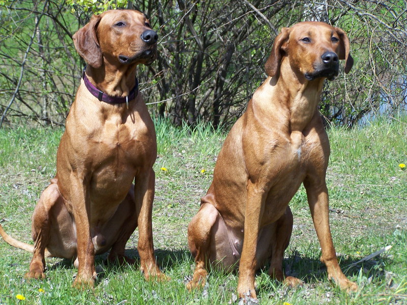 Найсильніші собаки світу: топ-9 порід для сміливців
