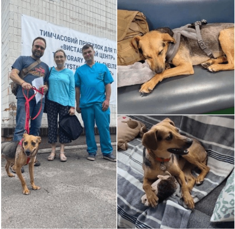 Дочекалася! Собака Майя з притулку проїхала півсвіту назустріч до своїх нових господарів