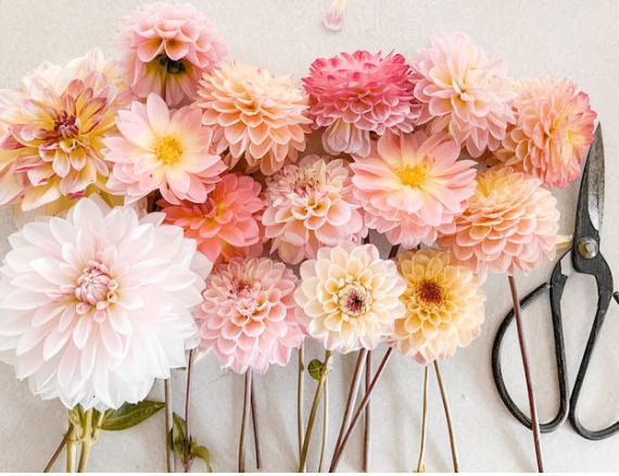 Розовые - любовь, синие - верность. Что значат оттенки цветов?