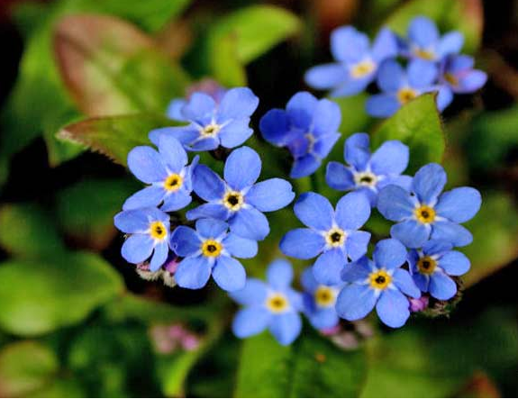 Розовые - любовь, синие - верность. Что значат оттенки цветов?