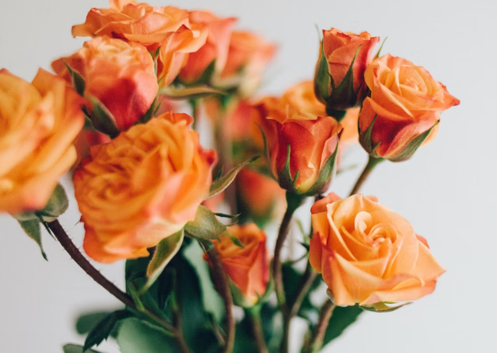 Розовые - любовь, синие - верность. Что значат оттенки цветов?