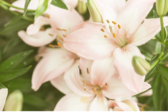 Розовые - любовь, синие - верность. Что значат оттенки цветов?