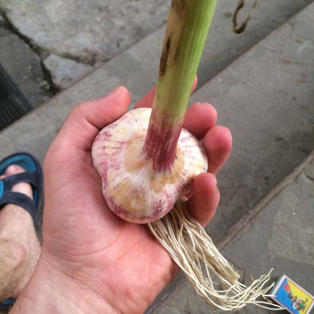 Часник озимий: коли садити, який сорт найкращий і секрети великого врожаю