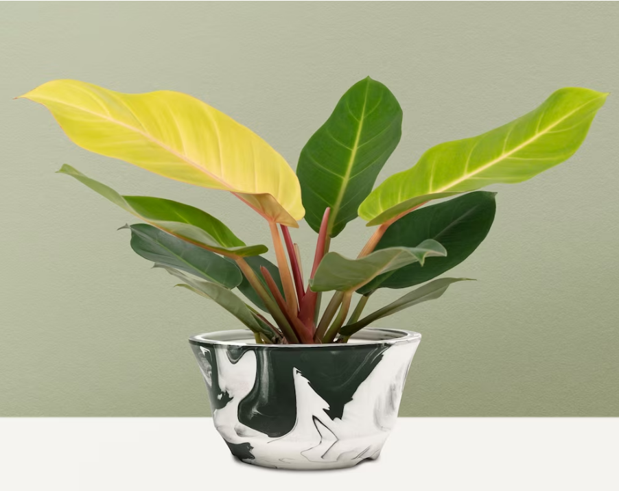 Ці кімнатні рослини можуть стати справжньою отрутою для ваших домашніх улюбленців