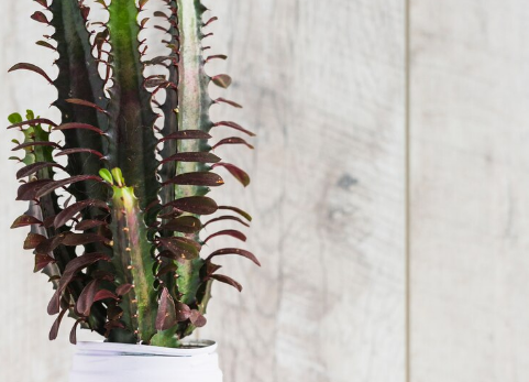 Ці кімнатні рослини можуть стати справжньою отрутою для ваших домашніх улюбленців