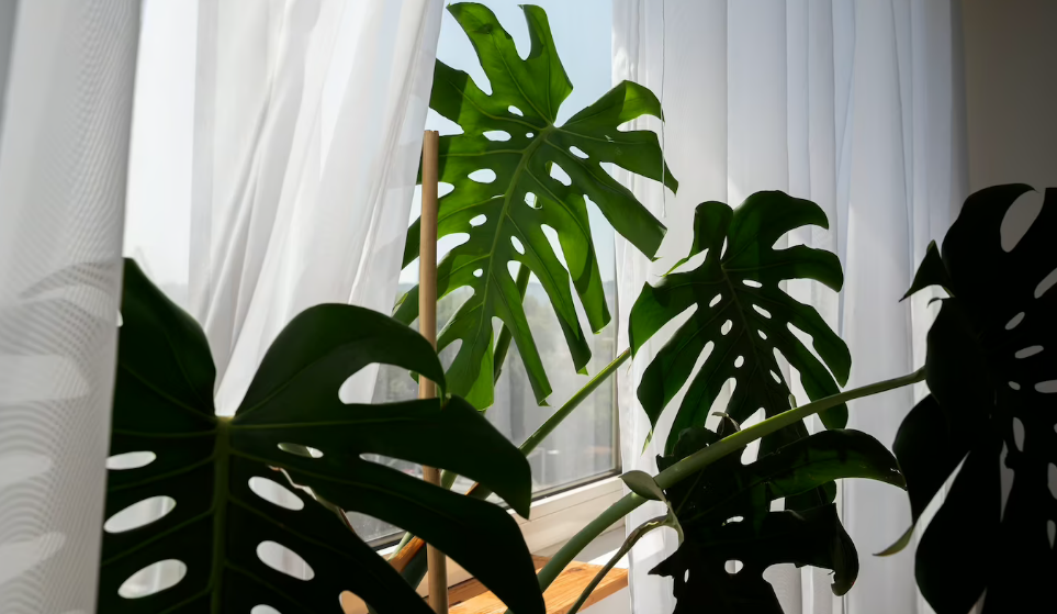 Ці кімнатні рослини можуть стати справжньою отрутою для ваших домашніх улюбленців