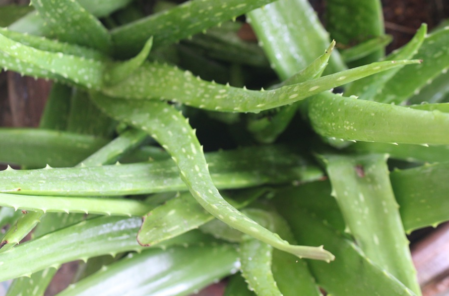 Ці кімнатні рослини можуть стати справжньою отрутою для ваших домашніх улюбленців