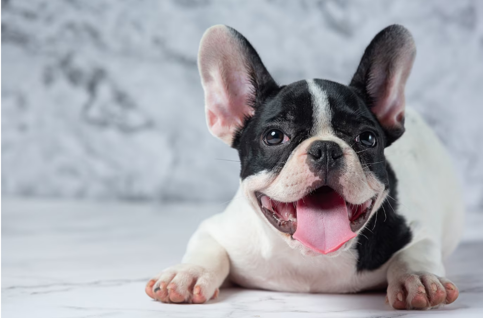 Ці породи собак найкраще підходять для квартири. Їх не треба вигулювати щодня!