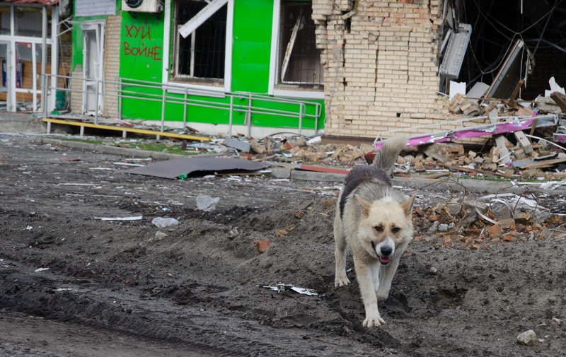 Мертві і врятовані. Що пережили міста під Києвом за час російської окупації