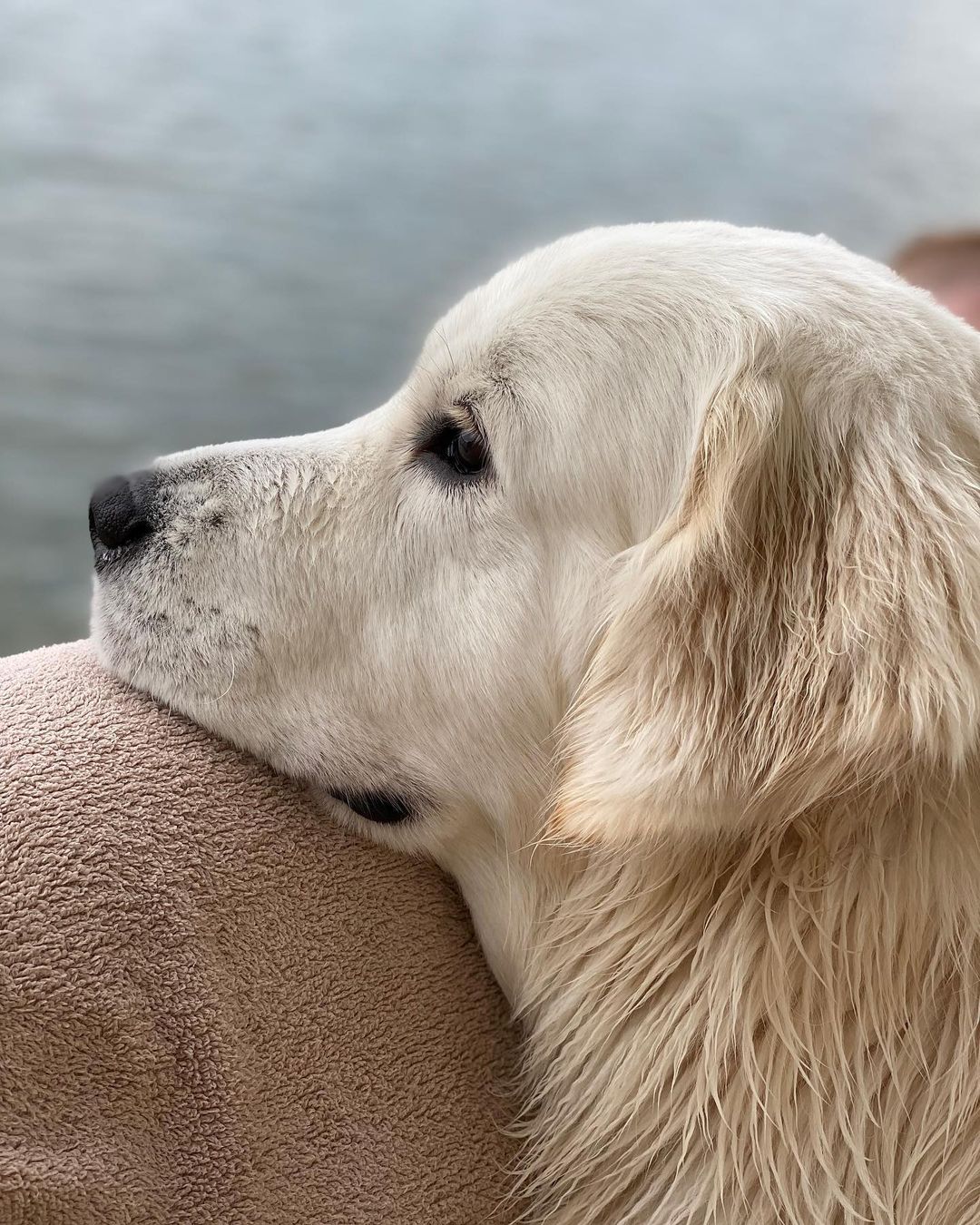 У пса Віктора Циганкова більше підписників, ніж у вас: милі фото Щасливця