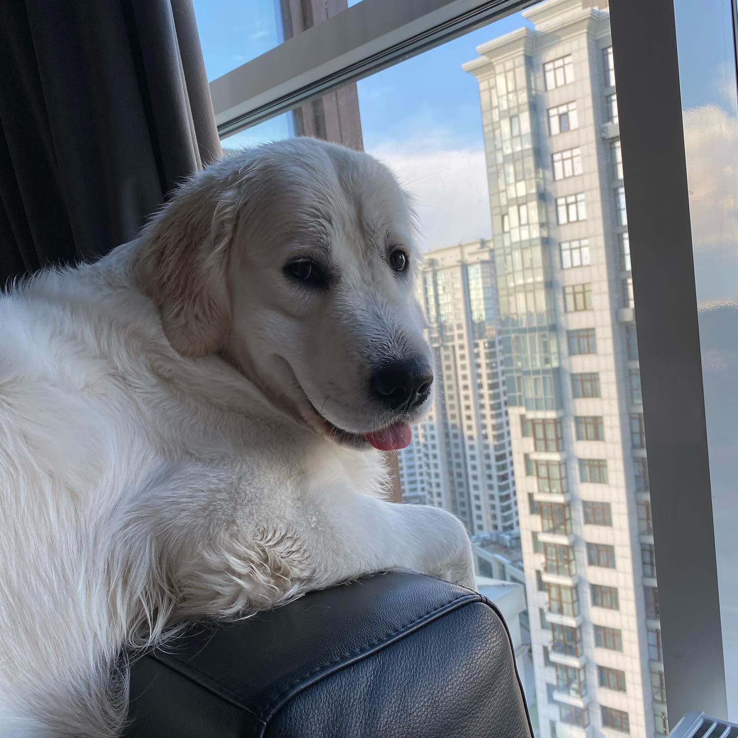 У пса Віктора Циганкова більше підписників, ніж у вас: милі фото Щасливця