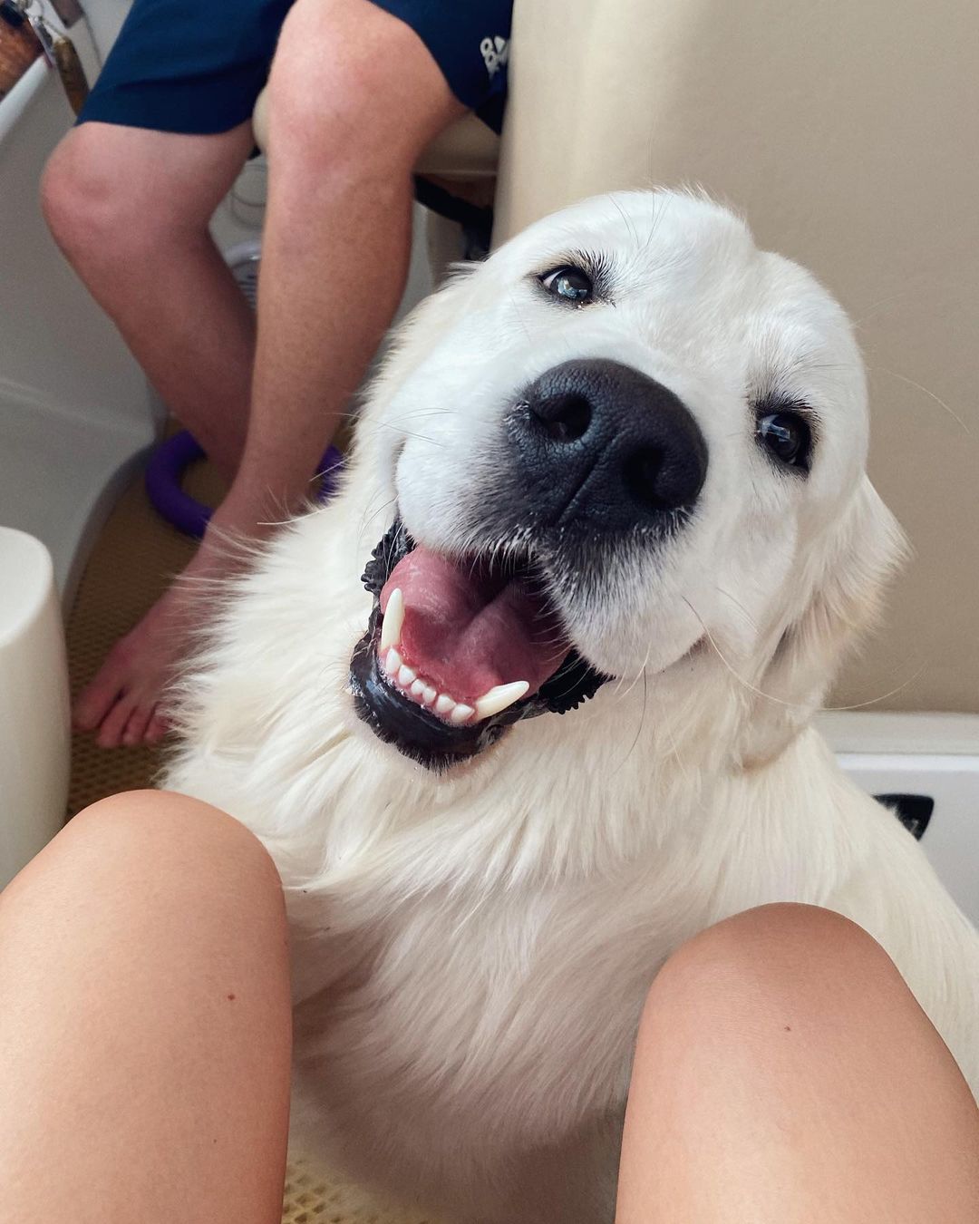 У пса Віктора Циганкова більше підписників, ніж у вас: милі фото Щасливця