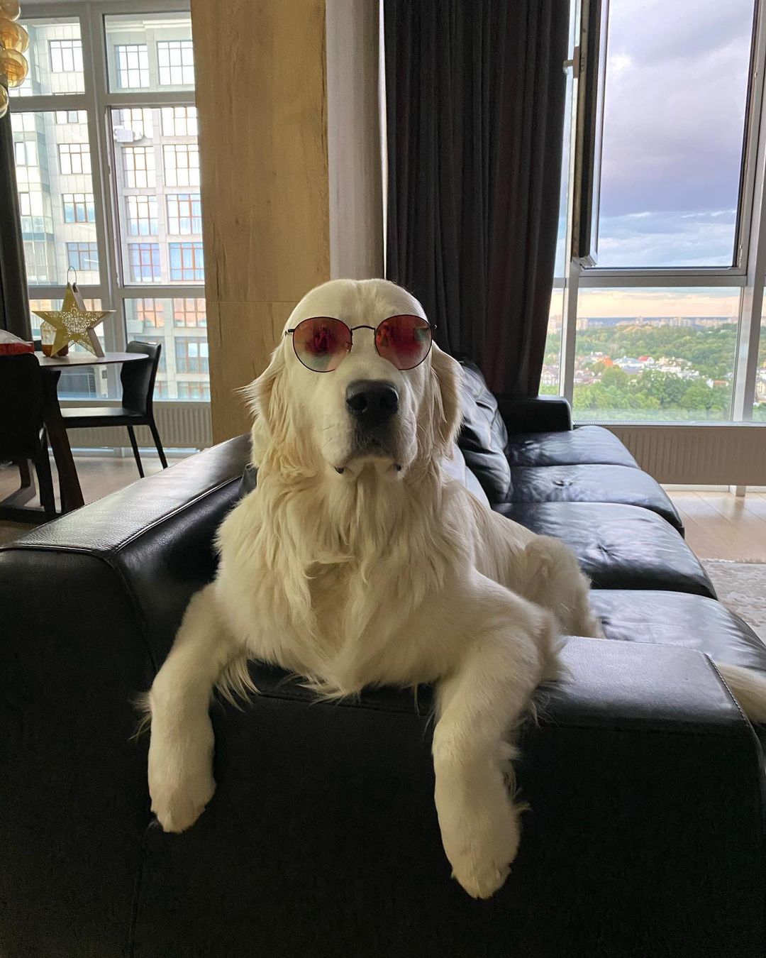 У пса Віктора Циганкова більше підписників, ніж у вас: милі фото Щасливця