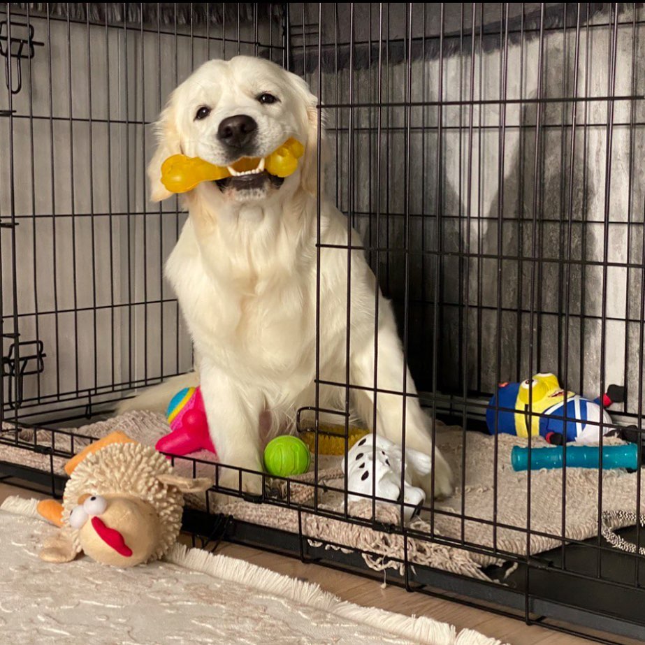 У пса Віктора Циганкова більше підписників, ніж у вас: милі фото Щасливця