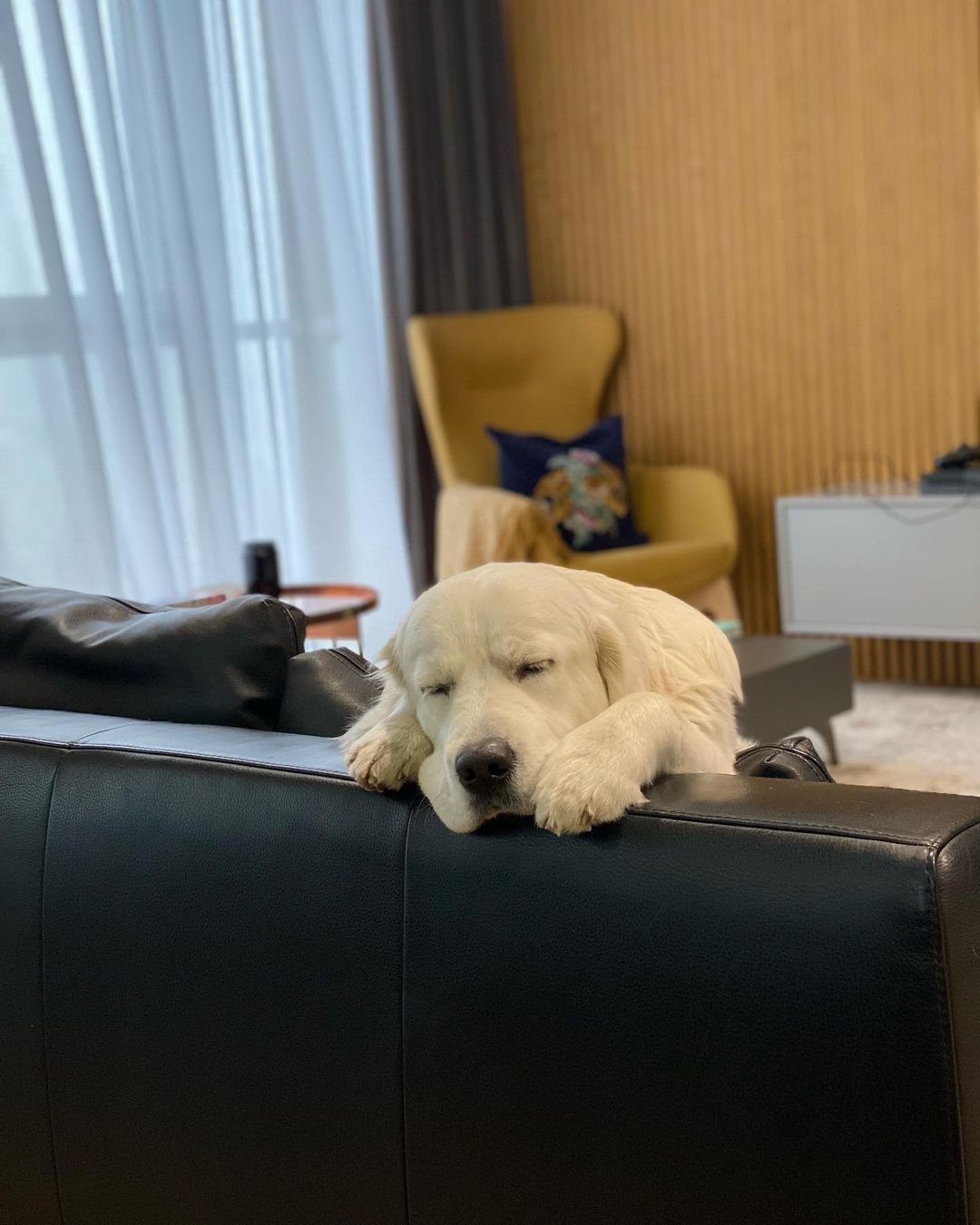 У пса Віктора Циганкова більше підписників, ніж у вас: милі фото Щасливця