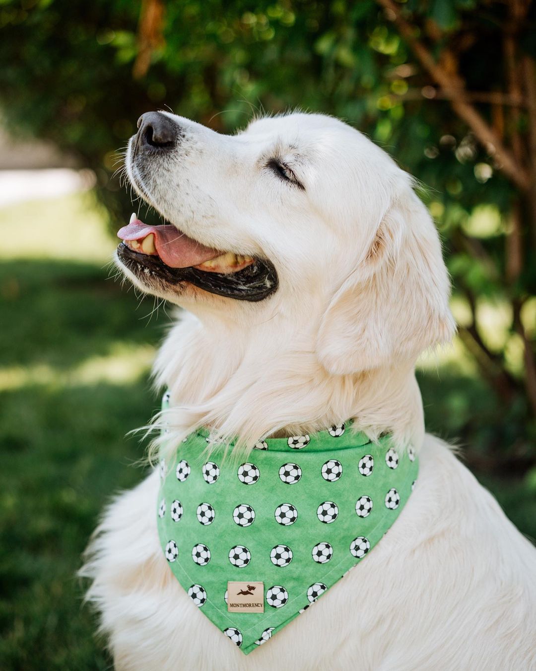 У пса Віктора Циганкова більше підписників, ніж у вас: милі фото Щасливця