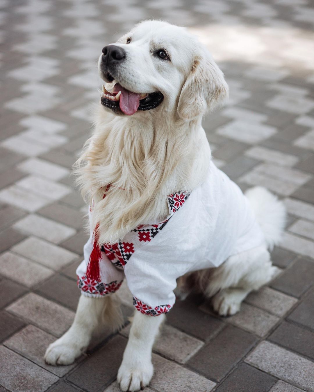 У пса Віктора Циганкова більше підписників, ніж у вас: милі фото Щасливця