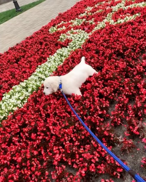 У пса Віктора Циганкова більше підписників, ніж у вас: милі фото Щасливця