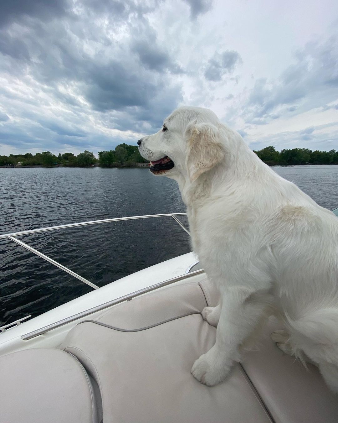 У пса Віктора Циганкова більше підписників, ніж у вас: милі фото Щасливця